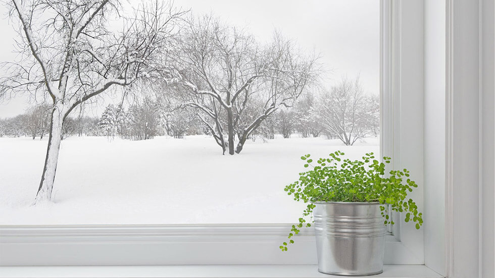 Уход за комнатными растениями в зимнее время
